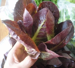 Hạt Giống Xà Lách ROMAINE Đỏ - Gói 0.2gram