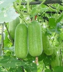 Hạt Giống Bí Đao Chanh Lai F1