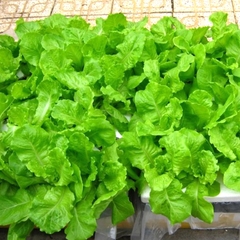 Hạt Giống Rau Xà Lách Chịu Nhiệt - Gói 5gram