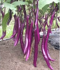 Hạt Giống Cà Tím Siêu Dài Đài Loan