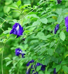 Hạt Giống Hoa Đậu Biếc Kép