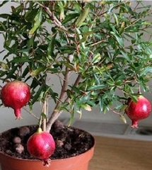 Hạt Giống Lựu Lùn Bonsai