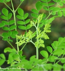 Hạt Giống Cây Chùm Ngây F1