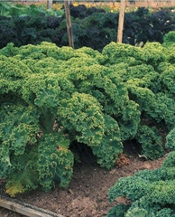 Hạt giống rau cải xoăn xanh - cải kale xanh