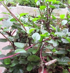 Hạt Giống Rau Mồng Tơi Tím