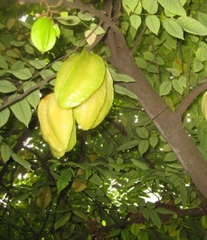 Hạt giống Cây khế ngọt - gói 5 hạt