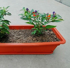 Hạt Giống Ớt Bàn Đào - Ớt Đào Tiên