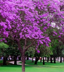 Hạt Giống Hoa Phượng Tím
