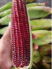 Hạt Giống Ngô Nữ Hoàng Đỏ F1