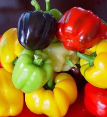 Hạt Giống Ớt Chuông Ngọt Mix Màu