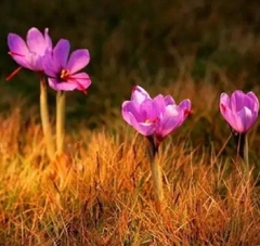 Củ Giống Hoa Nghệ Tây Hoa Màu Hồng - 5 Củ