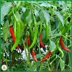 Hạt Giống Ớt Chỉ Địa Lai F1 KNS01