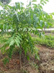 Hạt Giống Cây Cóc Thái