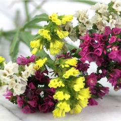 Hạt Giống Hoa Salem Nhiều Màu