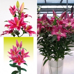 Củ giống hoa ly cao hoa thơm hoa màu hồng - Sorbane (1 củ)