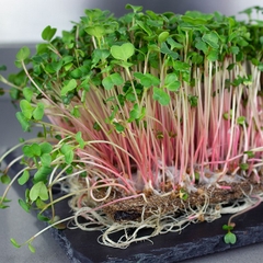 Hạt Giống Rau Mầm Củ Cải Đỏ - Gói 20gram