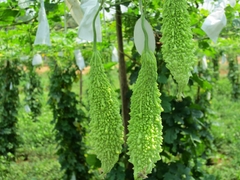 Hạt Giống Khổ Qua Trái Xanh F1