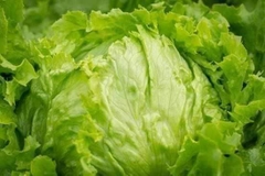 Hạt Giống Rau Xà Lách Cuộn Trắng - Gói 0.2gram