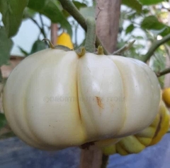 Hạt Giống Cà Bát Trắng Cao Sản