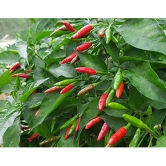 Hạt giống Ớt Xiêm Rừng - Ớt Thóc