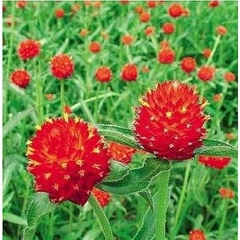 Hạt Giống Hoa Cúc Bách Nhật Đỏ