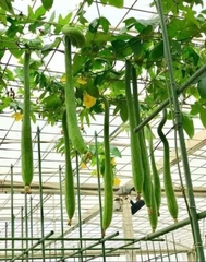 Hạt Giống Mướp Hương Siêu Dài