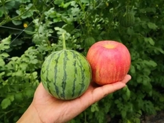 Hạt Giống Dưa Hấu Táo Ruột Đỏ Red Sugar Baby