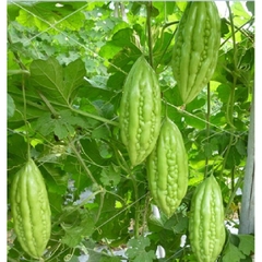 Hạt Giống Khổ Qua Mỡ - Mướp Đắng F1