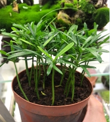Hạt Giống Cây Tùng