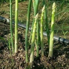 Hạt Giống Măng Tây Xanh F1