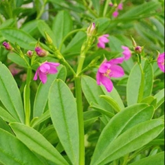 Hạt Giống Sâm Đất Thổ Sâm