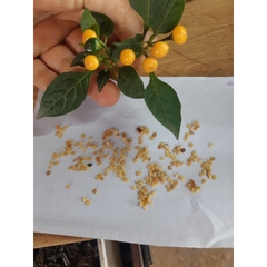 Hạt giống Ớt Peru Aji Charapita giống ớt mắc nhất thể giới