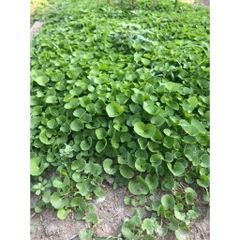 Hạt Giống Rau Má Lá Nhỏ