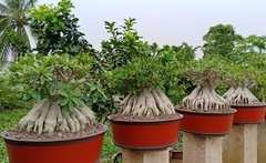 Hạt giống hoa sứ kim tự tháp