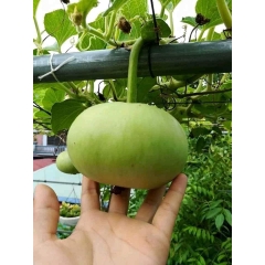 Hạt Giống Bầu Quả Tròn F1