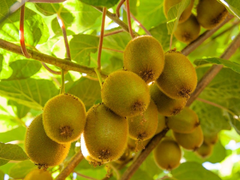 Hạt Giống Cây Ăn Trái Kiwi