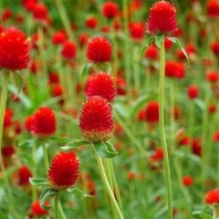 Hạt Giống Hoa Cúc Bách Nhật Đỏ