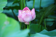 Hạt Giống Hoa Sen Bách Diệp Tím