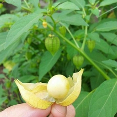 Hạt Giống Thù Lù Nam Mỹ Gold