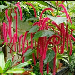 Hạt Giống Hoa Tai Tượng Đuôi Chồn Đỏ