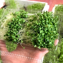 Hạt giống mầm cải ngọt (Tsoi Sim Sprouts) - Gói 20gram