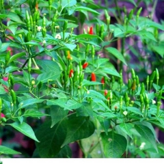 Hạt giống Ớt Xiêm Rừng - Ớt Thóc