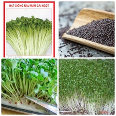 Hạt giống mầm cải ngọt (Tsoi Sim Sprouts) - Gói 20gram