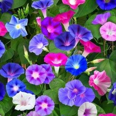 Hạt Giống Hoa Bìm Bìm Mix Màu