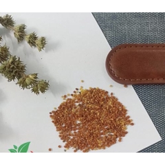 Hạt Giống Cây Xuyên Tâm Liên