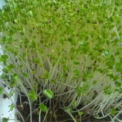 Hạt giống mầm cải thìa (pak choy sprouts) - Gói 20gram