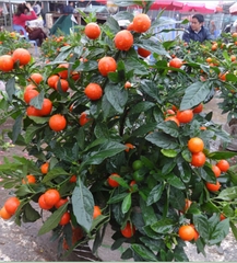 Hạt Giống Ớt Kiểng Quả Tròn