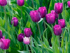 Bộ 5 củ giống hoa tulip màu tím