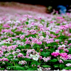 Hạt Giống Hoa Tam Giác Mạch