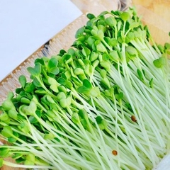 Hạt giống mầm cải thìa (pak choy sprouts) - Gói 20gram